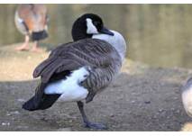 (c) Thüringer Waldzoo Gera Thüringer Waldzoo Gera