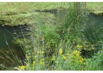 Der Wasser-Lehrpfad Graskamp in Laatzen (c) Alex Grom