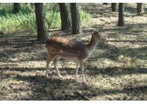 Ivenacker Tiergarten in Gielow