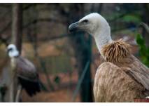 Tierbeobachtungen im Tierpark (c) Tierpark Görlitz Tierbeobachtungen im Tierpark (c) Tierpark Görlitz