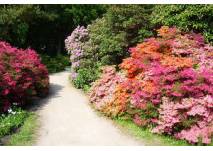 Rhododendronpark in Graal-Müritz