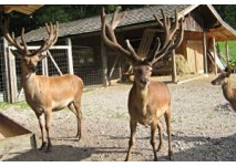 Großgmain  Wildgehege Wolfschwang