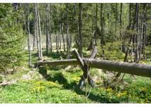 Walderlebniszentrum Grünwald Lehrpfad, copyright: Diana Walderlebniszentrum Grünwald