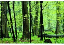 Naturpfad Thiemsburg (c)Nationalpark Hainich Naturpfad Thiemsburg im Nationalpark Hainich