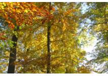 (c) alex grom Blick in den Herbstwald