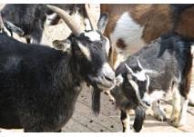 Tierpark in Herne, copyright: Diana Tierpark in Herne
