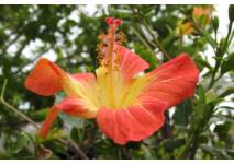 Hibiscusblüte in Orange