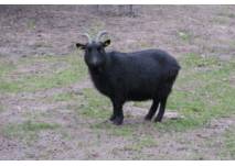 Schwarze Ziege