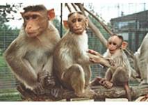 © Affen-Zoo Jocksdorf e.V. © Affen-Zoo Jocksdorf e.V.