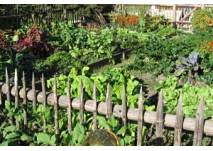 Bauerngarten Jonsdorf