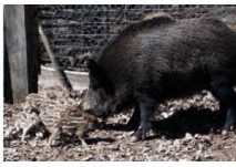 Stadt Kaiserslautern Wildpark Kaiserslautern