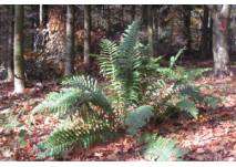 Farn (c) alex grom Farn im Wald