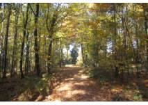 Waldweg (c) alex grom Waldweg im Herbst