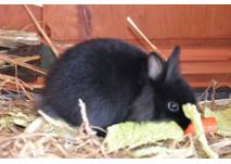 Zergkaninchen (c) alex grom Schwarzes Kaninchen beim Fressen
