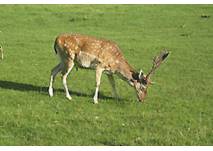 (c) Landeshauptstadt Kiel - Forstabteilung Damwild auf der Wiese