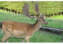 Tiergehege Uhlenkrog in Kiel