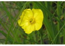 (c) alex grom Gelbe Blume am Teichrand