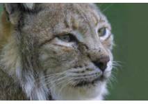  Wildpark Klotten (c) Wild- und Freizeitpark