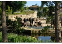 Kindergeburtstag bei den Tieren im Kölner Zoo feiern (c) Zoo Köln