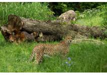 Kindergeburtstag (c) Zoo Köln Kindergeburtstag im Zoo Köln