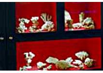 Vitrine im Korallenmuseum Nattheim