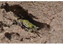 Krabbe im Sand