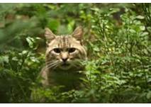 © Tierpark Kunsterspring