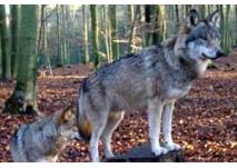 © Tierpark Kunsterspring