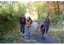 Kinder wandern mit Lama im Wald