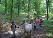 Kinder wandern mit Lama im Wald