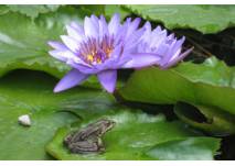 Frosch im Seerosenteich (c) alex grom Frosch im Seerosenteich