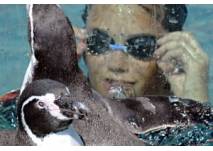 Schwimmen mit Pinguinen © Spreewelten GmbH Spreewelten Sauna- und Badeparadies Lübbenau