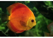 (c) Meeresaquarium in Zella-Mehlis