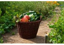 Gemüsegärten zum Mieten (c) meine ernte Gemüsegärten zum Mieten (c) meine ernte