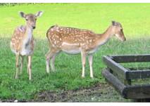 Tiergehege Meisdorf, (c) Adriana Tiergehege Meisdorf