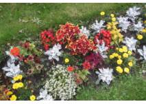 Blumen © Antje Griehl Usedoms Botanischer Garten in Mellenthin