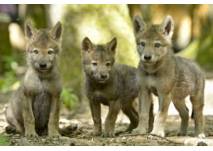 (c) Wolfspark Werner Freund Wölfe im Wolfspark Werner Freund