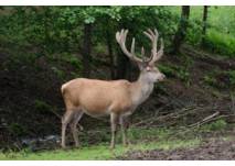 Kindergeburtstag im Wildgehege Mesekendahl in Schalksmühle