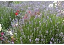 Lavendel (c) alex grom Lavendel und Buschrosen