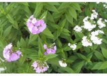 Phlox am Wegesrand 