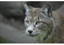(c) Tierpark Neumünster (c) Tierpark Neumünster