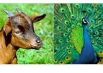 (c) Stadt Bielefeld Tierpark Olderdissen