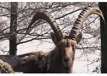 Tierbeobachtungen im Wildpark (c) Wildpark Osterzgebirge