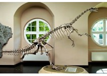 (c) Naturkundemuseum Kassel/Dieter Schwerdtle 