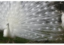 Vogelpark Heiligenkirchen