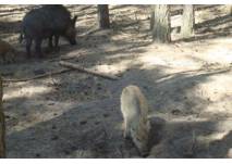 Wildschweine in Brandenburg, © Antje Griehl Naturkundemuseum Potsdam