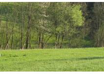 Wiese und Bäume 