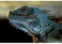(c) Reptilienzoo Regensburg (c) Reptilienzoo Regensburg