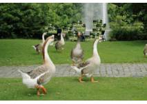 Gänse im Schlosspark Karlsruhe