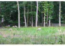 (c) Antje B. Das Schwarzwildgehege mit Waldlehrpfad in Roetgen
